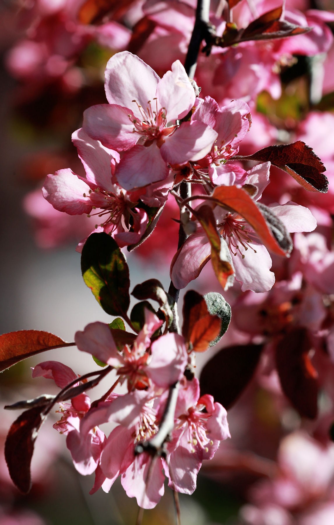 050120_SpringColors002_bjs.JPG